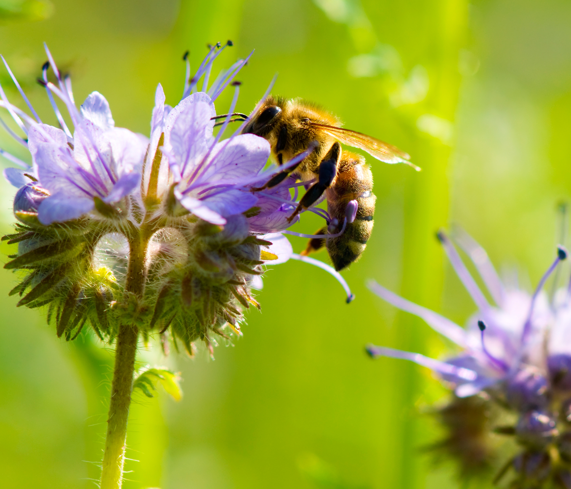 Pszczoły - Nasi Mali Bohaterowie