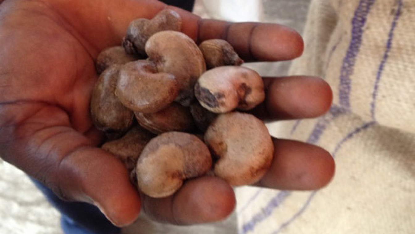 Cashew Development Fund