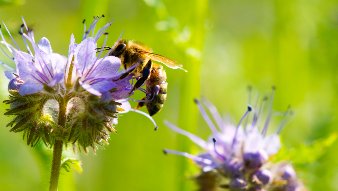 Pszczoły - Nasi Mali Bohaterowie
